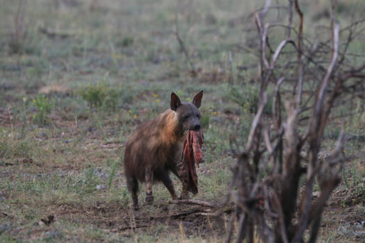 Noordwest - hyena steelt prooi van leeuwen