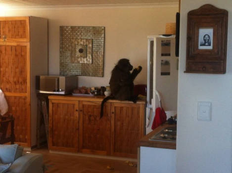 West-Kaap - Baboon steelt mijn eten uit de koelkast van mijn huisje!