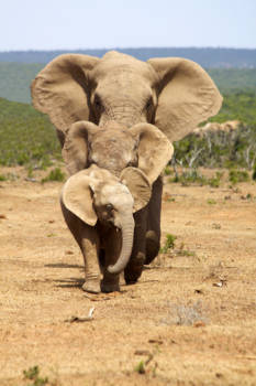 Addo Elephant National Park - Klein, middel en groot op een rijtje!