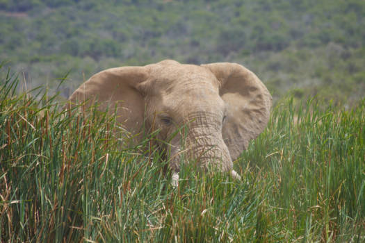 Addo Elephant National Park - Big boss in the bush
