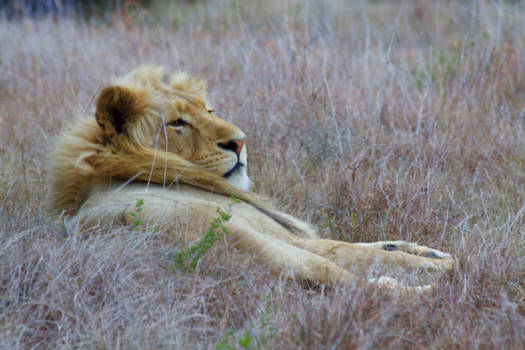 Addo Elephant National Park - Lazy sunday!