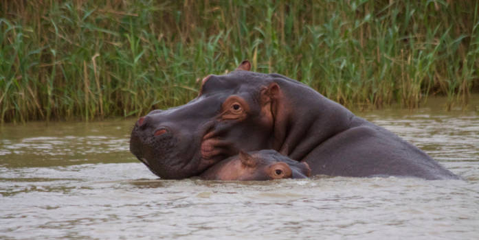 Saint Lucia - Vrienden voor het leven