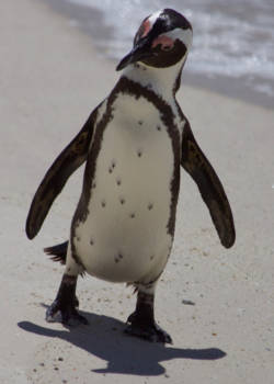 Boulders Beach - Eigenwijs? Ik?