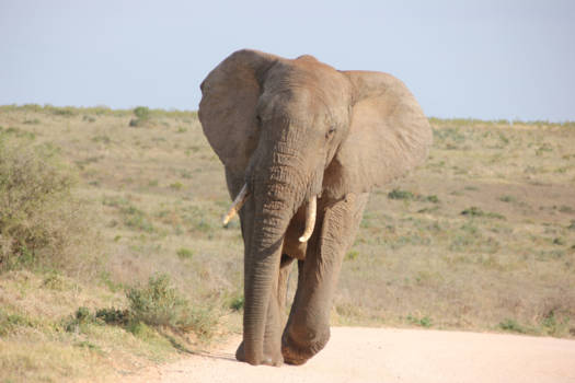 Addo Elephant National Park - Wilde achtervolging, wie is er het snelst?