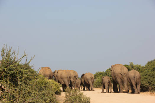 Addo Elephant National Park - I like big butts!