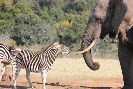 Addo Elephant National Park - Waterconflict