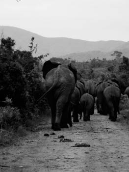 KwaZulu-Natal - Olifantenfamilie op pad!