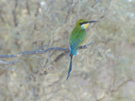 Kgalagadi Transfrontier Park