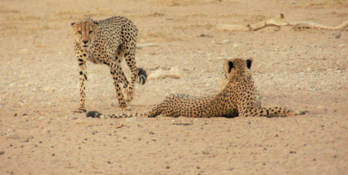 Kgalagadi Transfrontier Park
