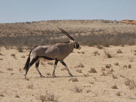 Kgalagadi Transfrontier Park