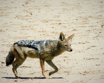 Kgalagadi Transfrontier Park