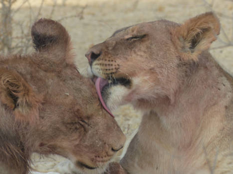 Kgalagadi Transfrontier Park