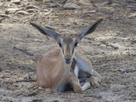 Kgalagadi Transfrontier Park