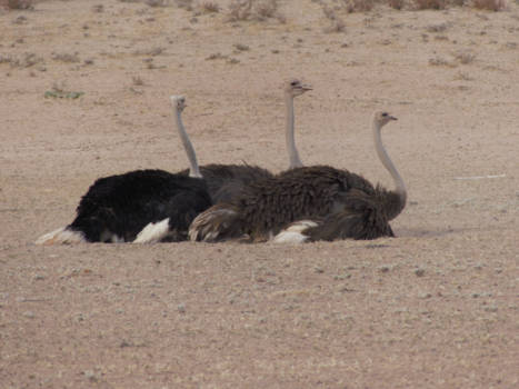 Kgalagadi Transfrontier Park