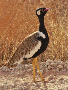 Kgalagadi Transfrontier Park