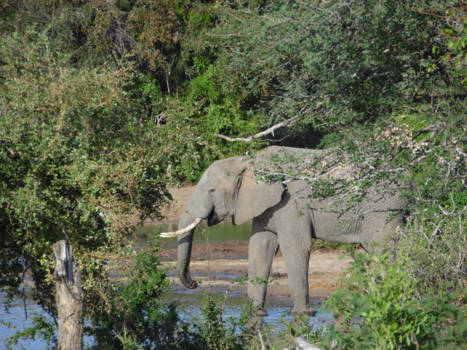 KwaZulu-Natal - Schilderachtig tafereel met olifant die dorst heeft.