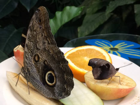 KwaZulu-Natal - Puur natuur