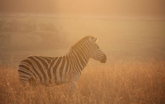Marakele National Park - African sunset!