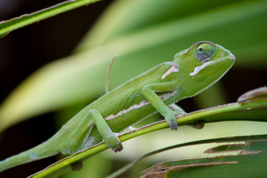 Limpopo - Fifty shades of green