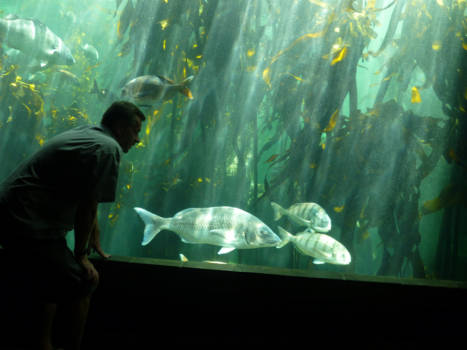 Bo-Kaap - Zee aquarium Waterfront - mooi en heel groot - voor staan de blauwe en rode bussen