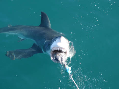 Mosselbaai - Shark !