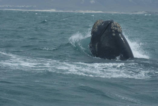 Hermanus - Walvistocht Hermanus Zuid-Afrika