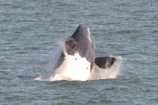 Hermanus - Wandelend langs de kust met een toegift van dit prachtige dier!