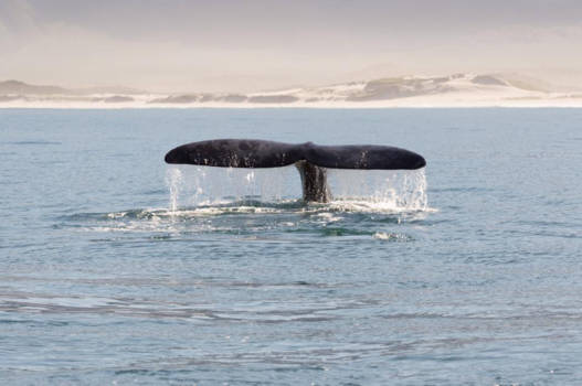 Hermanus - In de baai bij Hermanus