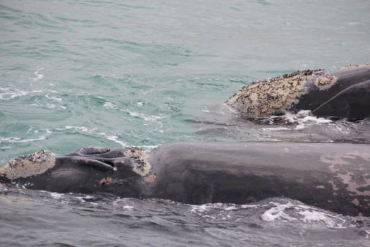 West-Kaap - Hermanus