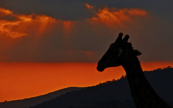 KwaZulu-Natal - Sunset in Hluhluwe-iMfolosi National Park