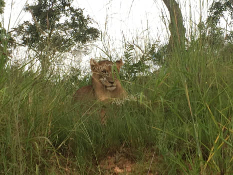 Krugerpark - Leeuwin Kruger