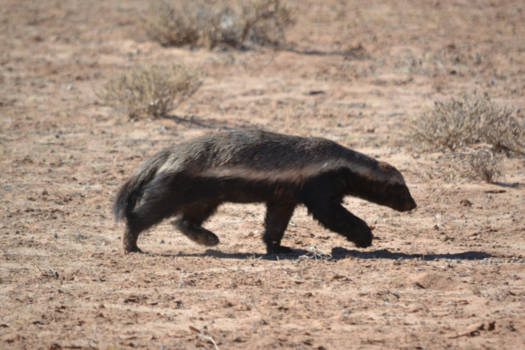 Noord-Kaap - Honingdas