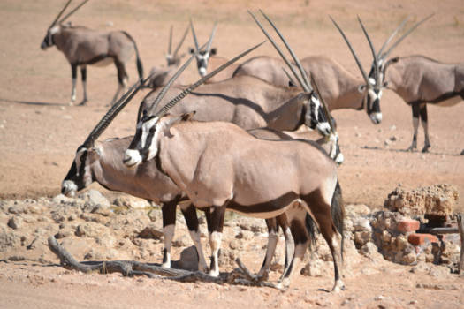 Noord-Kaap - Gemsbok