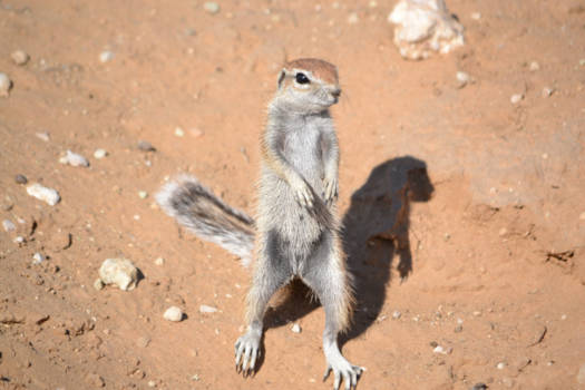 Noord-Kaap - Grond eekhoorn