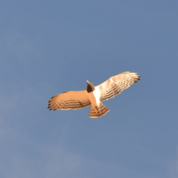 Noord-Kaap - Slangenarend