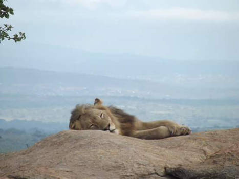 Rondreis Zuid-Afrika in drie weken