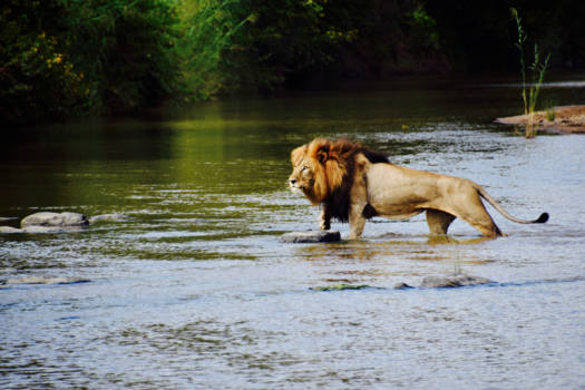 KwaZulu-Natal - Leeuw steekt rivier over (Zuid-Afrika)
