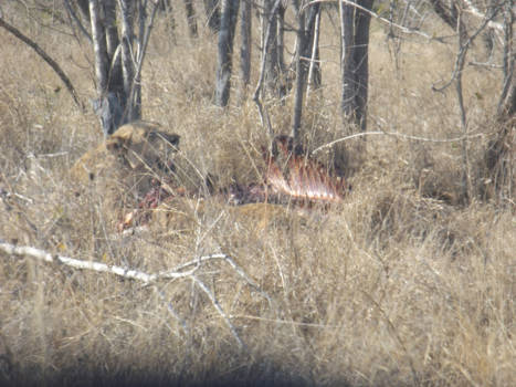Rondreis Zuid-Afrika in drie weken - lions eat a zebra