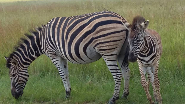 Rondreis van Johannesburg naar Kaapstad - Zeebra