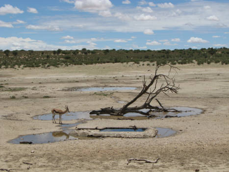 Kgalagadi Transfrontier Park - Rust en ruimte