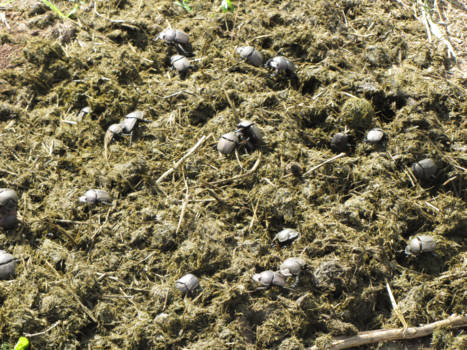 Rondreis van Johannesburg naar Kaapstad - recycling in het Krugerpark Zuid Afrika