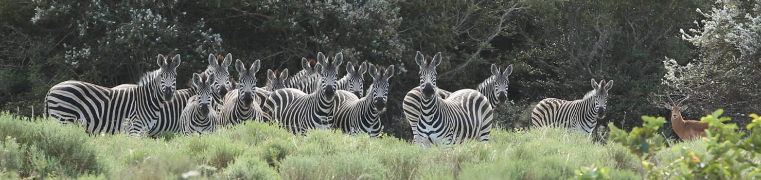 KwaZulu-Natal - Zebras on red alert