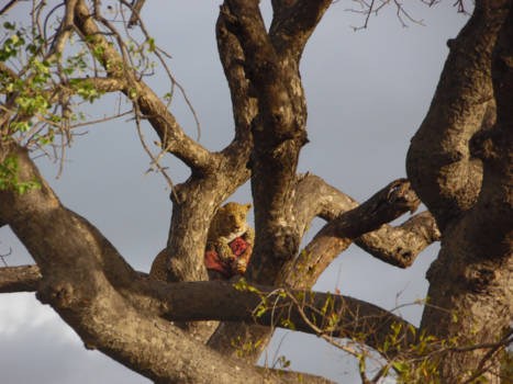 Mpumalanga - Bundu de luipaard nuttigt een maaltijd in een fotolijst.