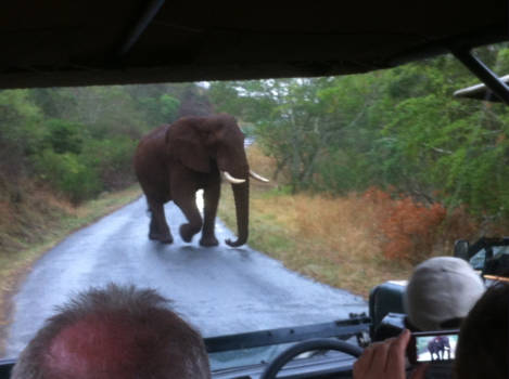Rondreis Zuid-Afrika in drie weken - Dieren : een angstig moment
