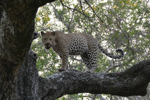 Mpumalanga - Luipaard in boom na verorberen van een Impala