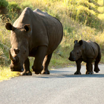 KwaZulu-Natal - Future of nature