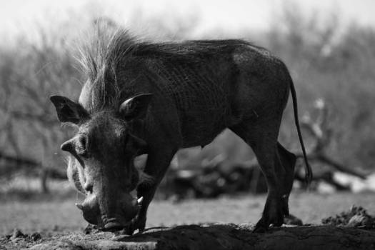 Mpumalanga - Vlakvark bij een drinkplaats