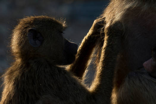 Mpumalanga - Bedtime ritual