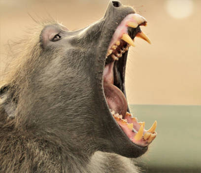 Mpumalanga - What a teeth!