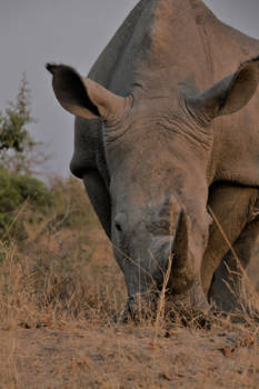 Mpumalanga - white rhino contemplating